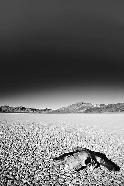 USA, California, Death Valley National Park. Weathered cow skull at the Racetrack
