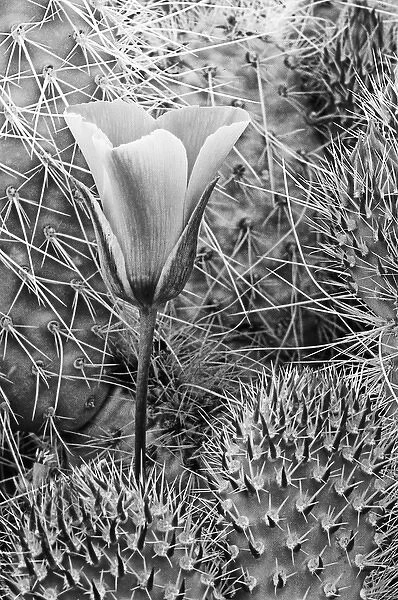 USA, California, Death Valley National Park. Mariposa tulip and grizzly bear cactus
