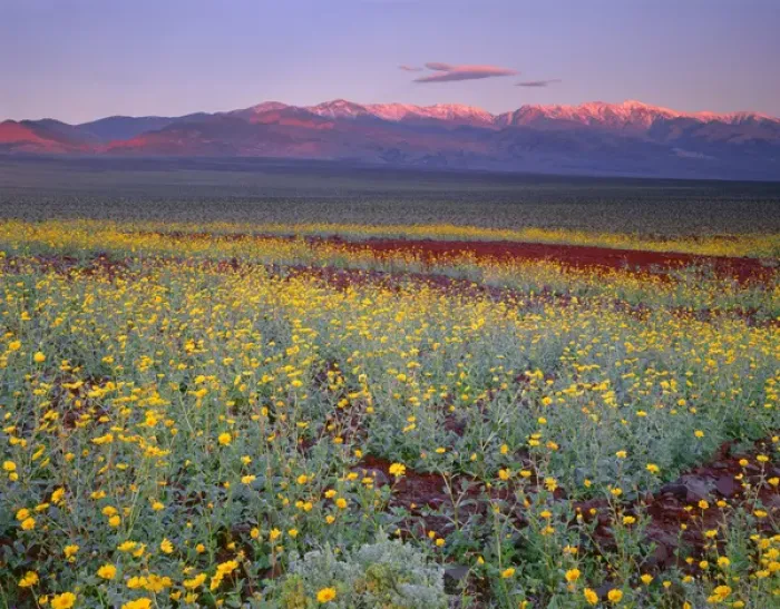 Framed Print : USA, California, Death Valley National Park, Desert sunflower blooms alongside colorful