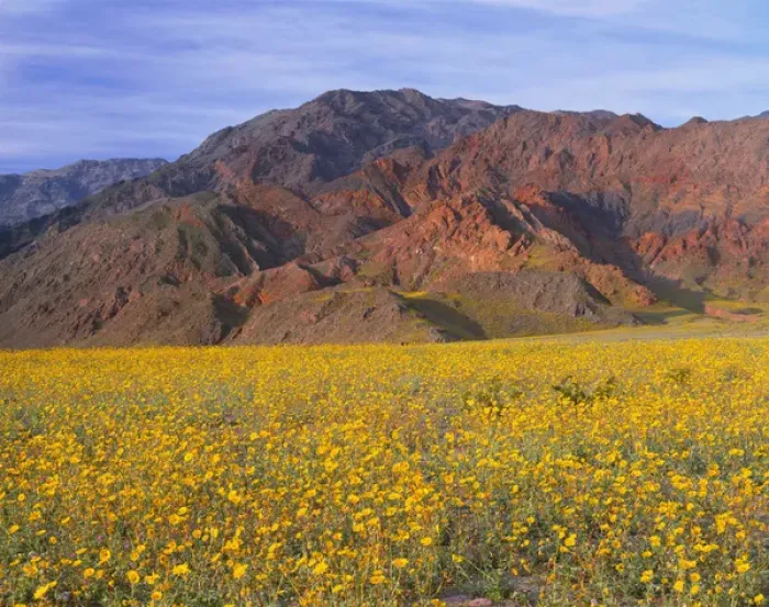 Framed Print : USA, California, Death Valley National Park, Huge field of desert sunflower blooms Framed Print : USA, California, Death Valley National Park, Huge field of desert sunflower blooms