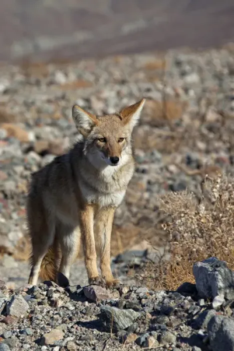 Framed Print : USA, California, Death Valley National Park. A coyote in the wild at Death Valley Framed Print : USA, California, Death Valley National Park. A coyote in the wild at Death Valley