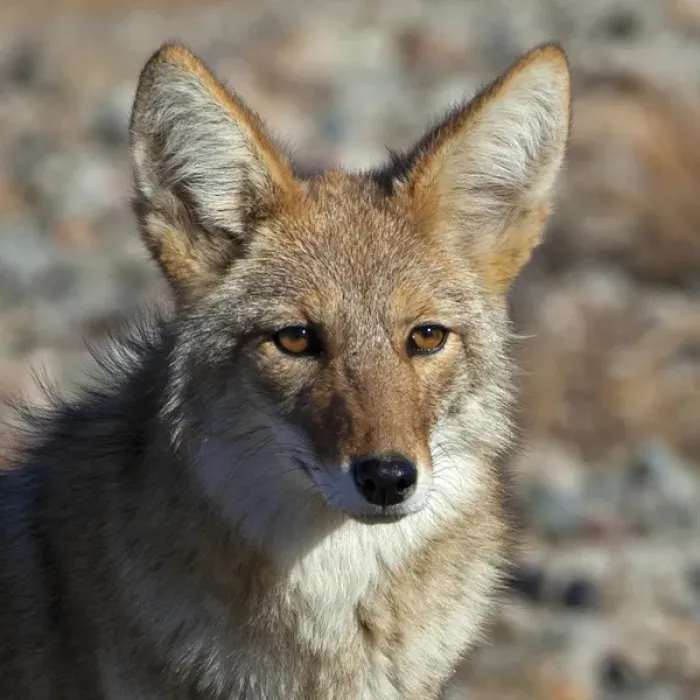 Framed Print : USA, California, Death Valley National Park. A coyote in the wild at Death Valley Framed Print : USA, California, Death Valley National Park. A coyote in the wild at Death Valley