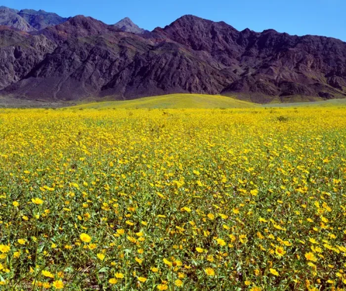 Framed Print : USA; California; Death Valley National Park. Desert Sunflowers in Death Valley Framed Print : USA; California; Death Valley National Park. Desert Sunflowers in Death Valley