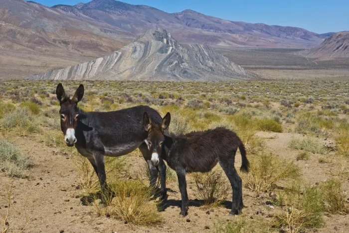 Framed Print : USA, California, Death Valley National Park, Butte Valley Road, Wild Burros