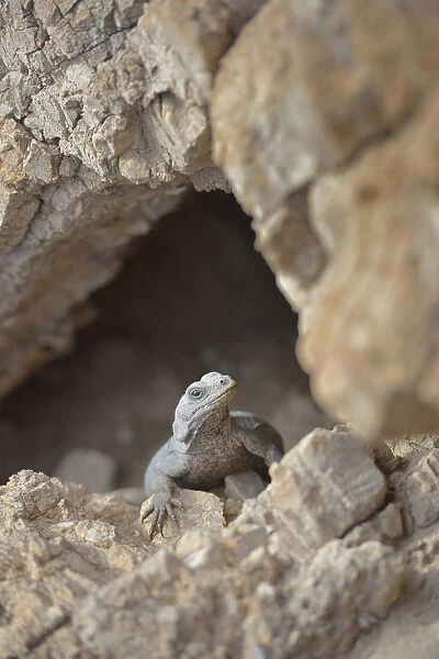 USA, California, Death Valley, Small lizard on the rock, Titus Canyon