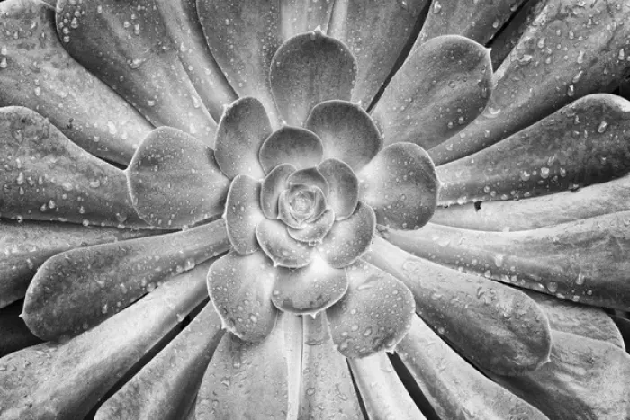Framed Print : USA California Del Mar Succulents