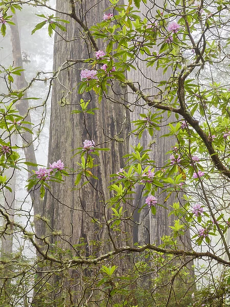 USA, California, Del Norte Coast Redwoods State Park, Blooming rhododendrons in fog