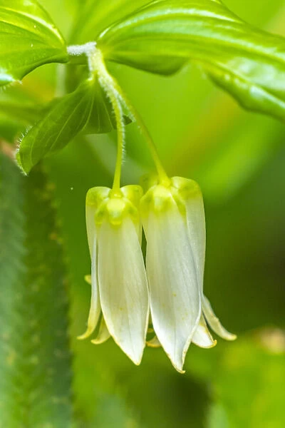 USA, California, Del Norte Coast Redwoods State Park. Smiths fairy bells flowers close-up