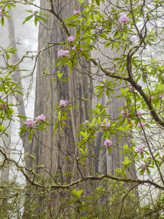 Framed Print : USA, California, Del Norte Coast Redwoods State Park, Blooming rhododendrons in fog Framed Print : USA, California, Del Norte Coast Redwoods State Park, Blooming rhododendrons in fog