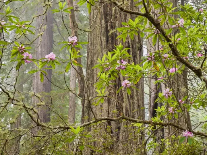 Framed Print : USA, California, Del Norte Coast Redwoods State Park, Blooming rhododendrons in fog Framed Print : USA, California, Del Norte Coast Redwoods State Park, Blooming rhododendrons in fog