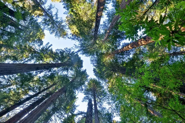 Framed Print : USA, California. Del Norte Redwoods State Park springtime looking up into Redwoods Framed Print : USA, California. Del Norte Redwoods State Park springtime looking up into Redwoods