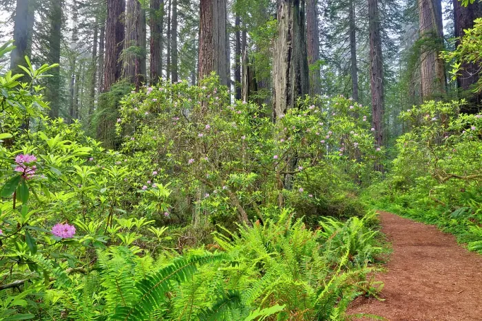 Framed Print : USA, California. Del Norte Redwoods State Park springtime with redwoods and rhododendrons Framed Print : USA, California. Del Norte Redwoods State Park springtime with redwoods and rhododendrons