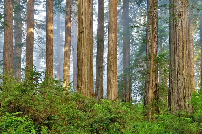 Framed Print : USA, California. Del Norte Redwoods State Park springtime with redwoods and rhododendrons