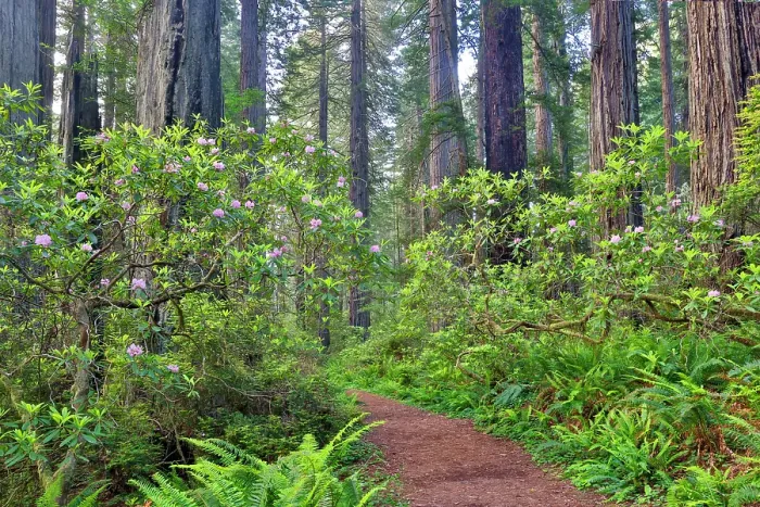 Framed Print : USA, California. Del Norte Redwoods State Park springtime with redwoods and rhododendrons
