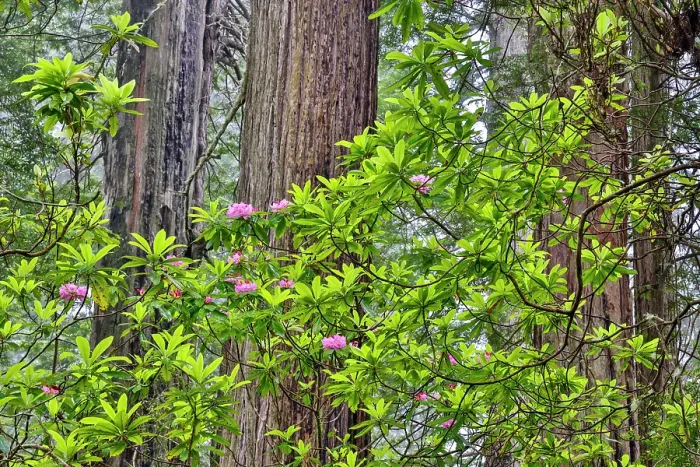 Framed Print : USA, California. Del Norte Redwoods State Park springtime with redwoods and rhododendrons Framed Print : USA, California. Del Norte Redwoods State Park springtime with redwoods and rhododendrons