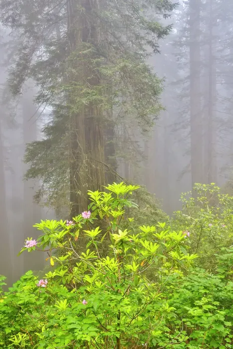 Framed Print : USA, California. Del Norte Redwoods State Park springtime with redwoods and rhododendrons Framed Print : USA, California. Del Norte Redwoods State Park springtime with redwoods and rhododendrons