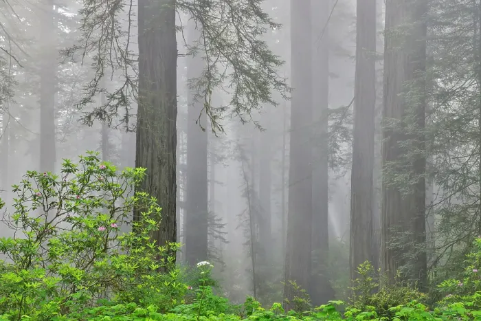 Framed Print : USA, California. Del Norte Redwoods State Park springtime with redwoods and rhododendrons