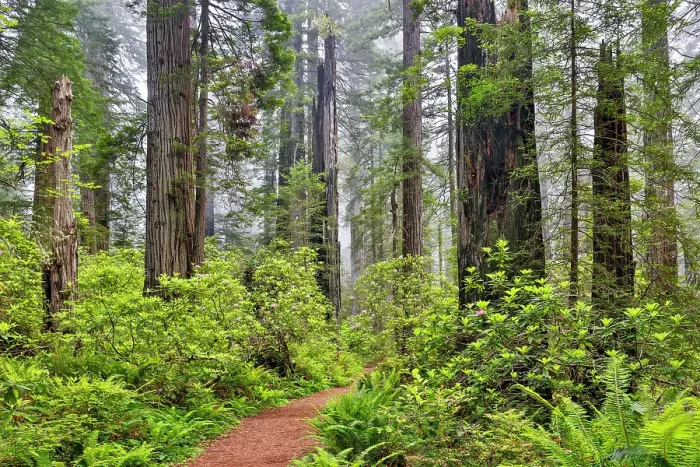 Framed Print : USA, California. Del Norte Redwoods State Park springtime with redwoods and rhododendrons Framed Print : USA, California. Del Norte Redwoods State Park springtime with redwoods and rhododendrons