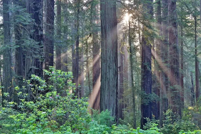 Framed Print : USA, California. Del Norte Redwoods State Park springtime with sunbeams coming through redwoods and rhododendrons Framed Print : USA, California. Del Norte Redwoods State Park springtime with sunbeams coming through redwoods and rhododendrons