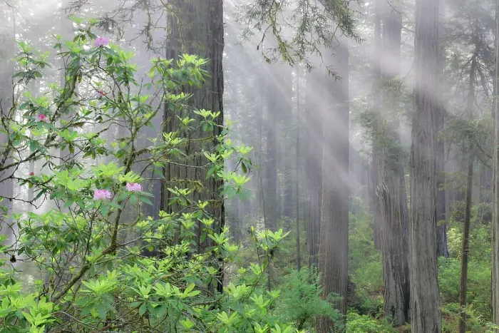Framed Print : USA, California. Del Norte Redwoods State Park springtime with sunbeams coming through redwoods and rhododendrons Framed Print : USA, California. Del Norte Redwoods State Park springtime with sunbeams coming through redwoods and rhododendrons