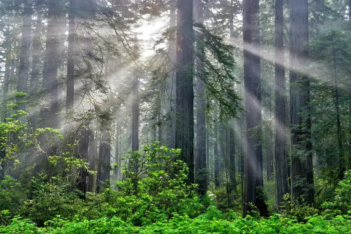 Framed Print : USA, California. Del Norte Redwoods State Park springtime with sunbeams coming through redwoods and rhododendrons Framed Print : USA, California. Del Norte Redwoods State Park springtime with sunbeams coming through redwoods and rhododendrons