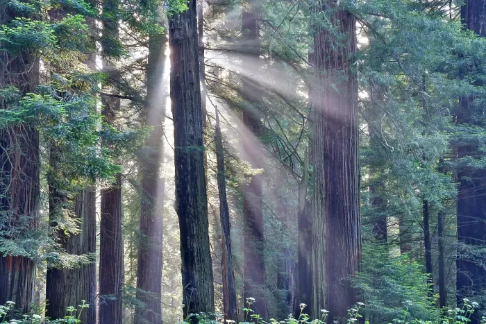 Framed Print : USA, California. Del Norte Redwoods State Park springtime with sunbeams coming through redwoods and rhododendrons Framed Print : USA, California. Del Norte Redwoods State Park springtime with sunbeams coming through redwoods and rhododendrons
