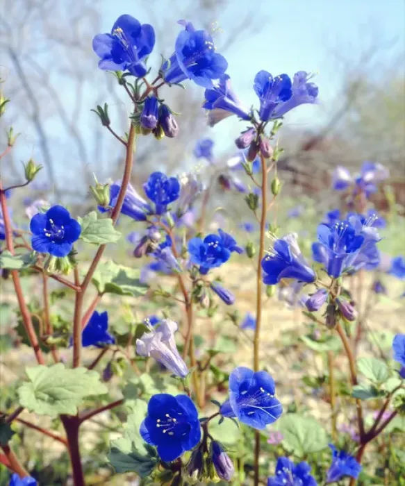 Framed Print : USA; California; Desert Bell or Phacelia Wildflowers in Joshua Tree National Park