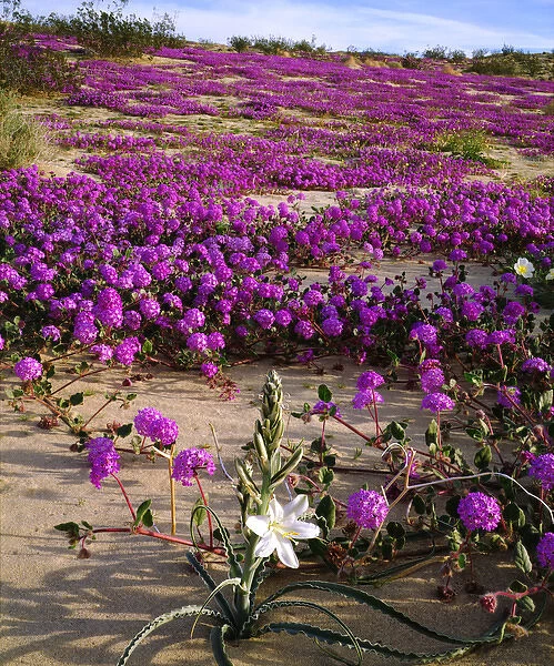 USA; California; A Desert Lily and Sand Verbena Wildflowers in Anza Borrego Desert