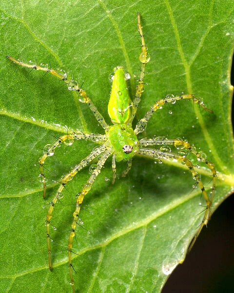 USA; California; Dew on a Green Lynx Spider