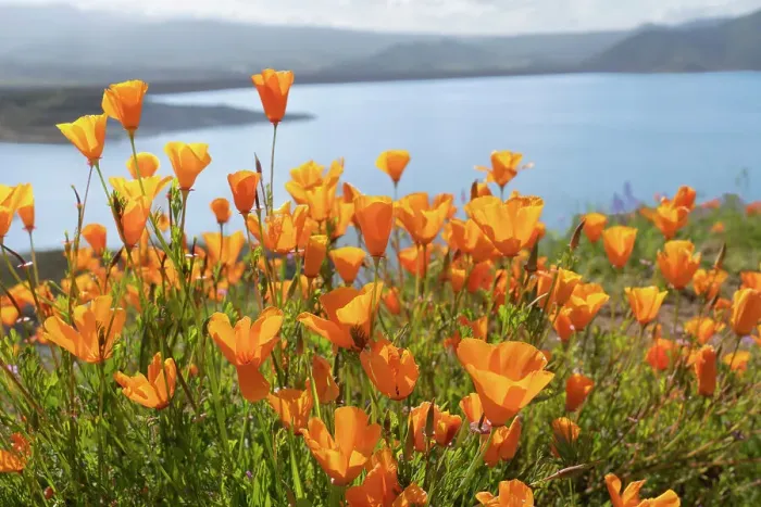 Framed Print : USA, California, Diamond Valley State Park. Close-up of yellow poppies. ©Don Grall / Jaynes Gallery / DanitaDelimont.com Framed Print : USA, California, Diamond Valley State Park. Close-up of yellow poppies. ©Don Grall / Jaynes Gallery / DanitaDelimont.com
