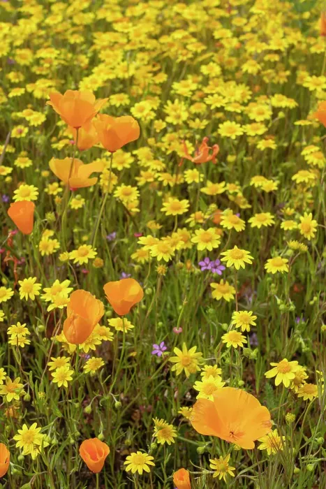 Framed Print : USA, California, Diamond Valley State Park. Mix of wildflowers in field. ©Don Grall / Jaynes Gallery / DanitaDelimont.com Framed Print : USA, California, Diamond Valley State Park. Mix of wildflowers in field. ©Don Grall / Jaynes Gallery / DanitaDelimont.com