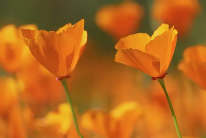 Framed Print : USA, California, Diamond Valley State Park. Close-up of yellow poppies. ©Don Grall  /  Jaynes Gallery  /  DanitaDelimont.com