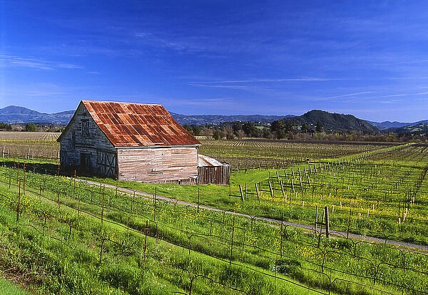 USA, California, Dry Creek Valley, wine country, an old barn in a vineyard