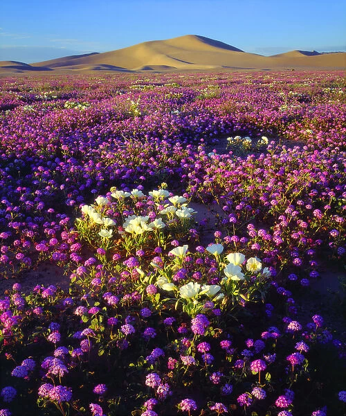 USA; California; Dumont Dunes. ASand Vebena and dune Primrose Wildflowers at the