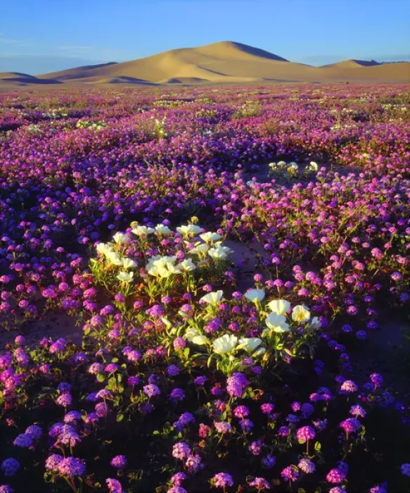 Framed Print : USA; California; Dumont Dunes. ASand Vebena and dune Primrose Wildflowers