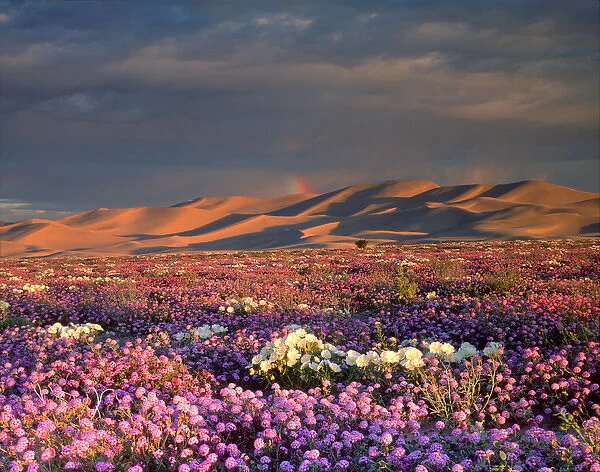 USA, California, Dumont Dunes. A rainbow over Sand Vebena and dune Primrose Wildflowers