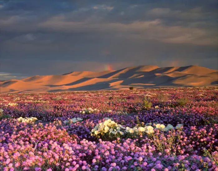 Framed Print : USA, California, Dumont Dunes. A rainbow over Sand Vebena and dune Primrose Wildflowers Framed Print : USA, California, Dumont Dunes. A rainbow over Sand Vebena and dune Primrose Wildflowers