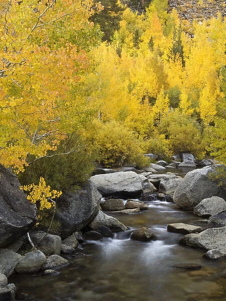 USA, California, Eastern Sierra, Bishop Creek during autumn