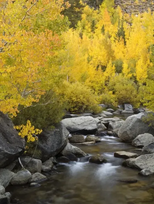 Framed Print : USA, California, Eastern Sierra, Bishop Creek during autumn Framed Print : USA, California, Eastern Sierra, Bishop Creek during autumn