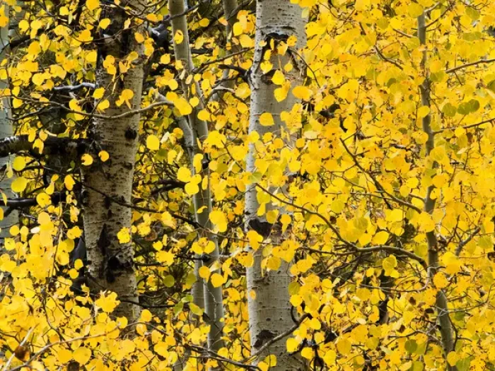Framed Print : USA, California, Eastern Sierra, Aspen trees during autumn in Lundy Canyon Framed Print : USA, California, Eastern Sierra, Aspen trees during autumn in Lundy Canyon