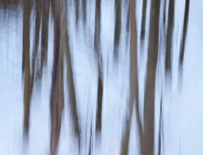 Framed Print : USA, California, Eastern Sierra, Mammoth Lakes, Abstract of young aspen trees in Framed Print : USA, California, Eastern Sierra, Mammoth Lakes, Abstract of young aspen trees in