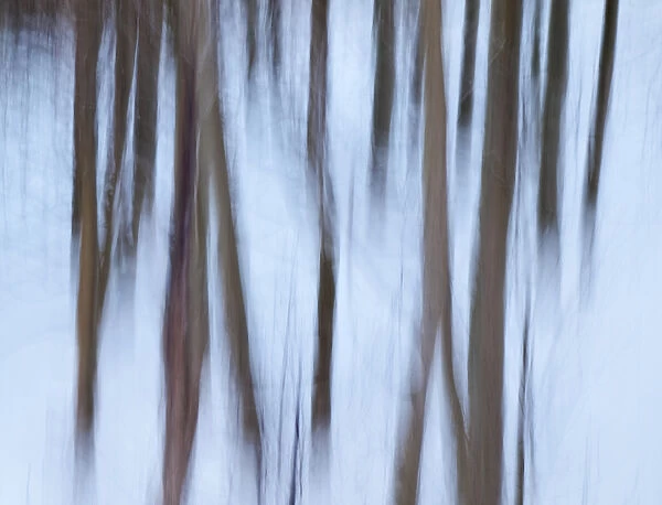 USA, California, Eastern Sierra, Mammoth Lakes, Abstract of young aspen trees in