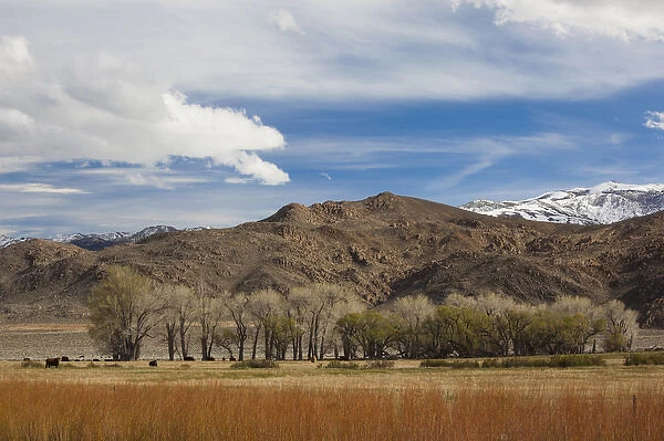 USA, California, Eastern Sierra Nevada Area, Bishop, landscape of the Pleasant Valey