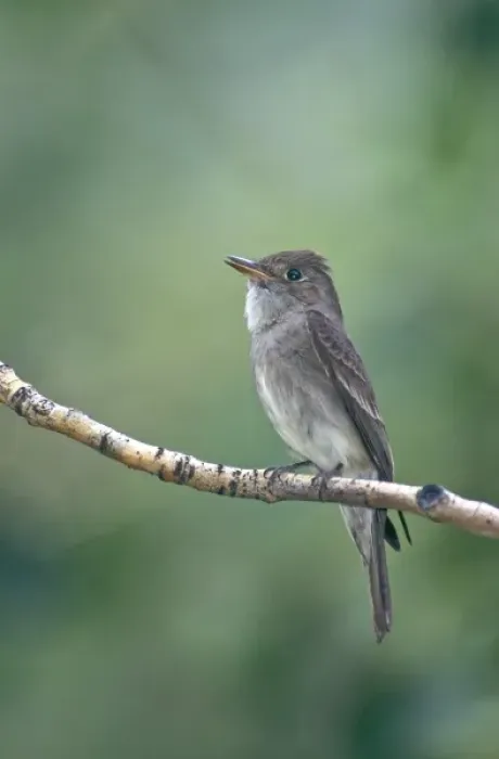 Framed Print : USA, California, Eastern Sierras, Lee Vining. Western wood-pewee perched on limb Framed Print : USA, California, Eastern Sierras, Lee Vining. Western wood-pewee perched on limb