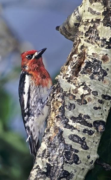 USA, California, Eastern Sierras, Lee Vining. Male red-breasted sapsucker perched on aspen tree