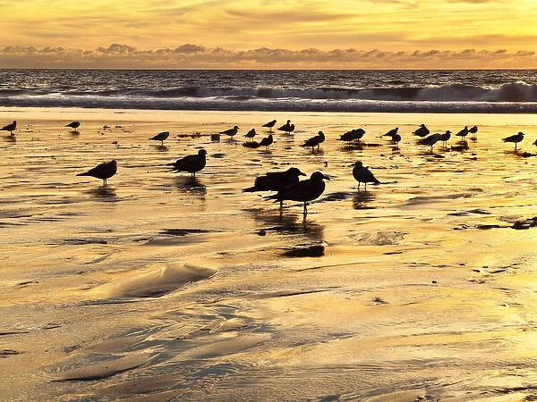 USA, California, Encinitas, Sea gulls on Moonlight Beach at sunset