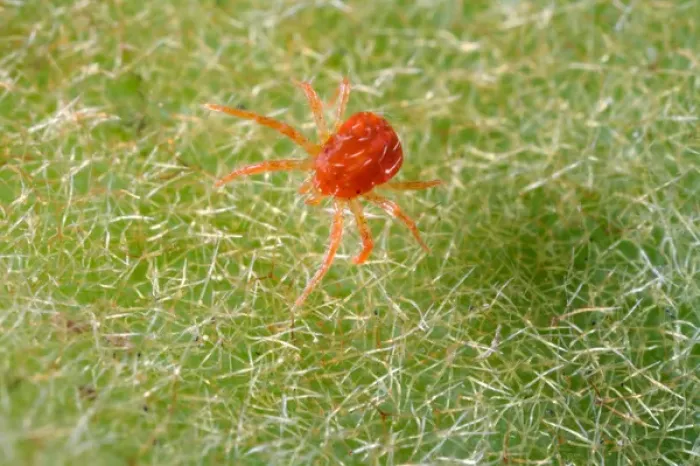 Framed Print : USA; California; Extreme close-up of a spider mite Framed Print : USA; California; Extreme close-up of a spider mite