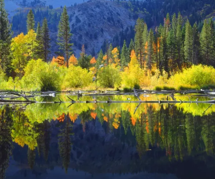 Framed Print : USA; California; Fall colors reflecting in A beaver pond in the Sierra Nevada Mountains Framed Print : USA; California; Fall colors reflecting in A beaver pond in the Sierra Nevada Mountains