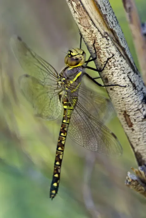 Framed Print : USA, California. Female heteromorph paddle-tailed darner on branch Framed Print : USA, California. Female heteromorph paddle-tailed darner on branch