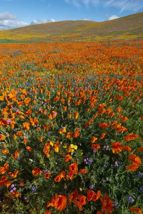 Framed Print : USA, California. Field of California Poppy, gold field, and Filaree wildflowers Framed Print : USA, California. Field of California Poppy, gold field, and Filaree wildflowers